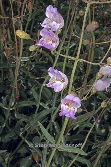 penstemon grinnellii var scrophularioides 3 graphic